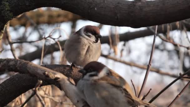 Passeri Sono Seduti Ramo Albero — Video Stock