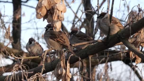 Sparrows Sitting Tree Branch — Stock Video