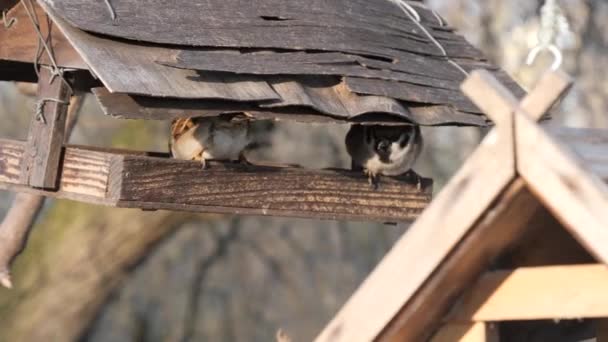Viele Vögel Fressen Einem Baumfutterhäuschen — Stockvideo
