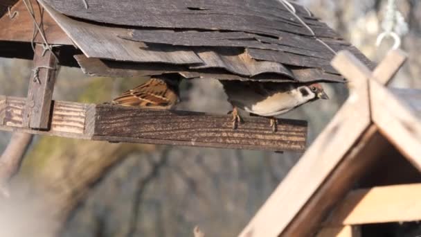 Viele Vögel Fressen Einem Baumfutterhäuschen — Stockvideo