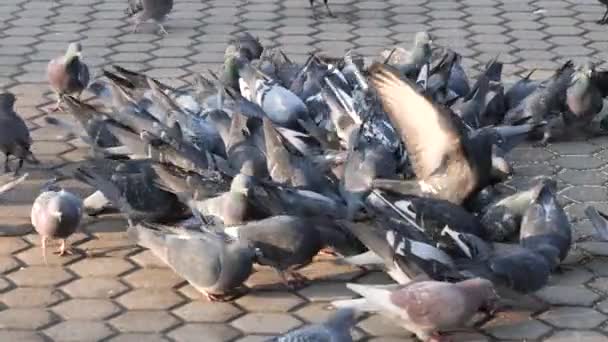 Pigeons Sauvages Ville Mangent Des Aliments Sur Trottoir — Video