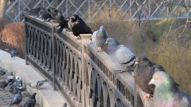 Palomas Cuervos Salvajes Ciudad Están Sentados Barandilla — Vídeos de Stock