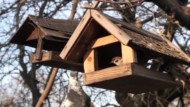 Muchas Aves Alimentan Comedero Árboles — Vídeos de Stock