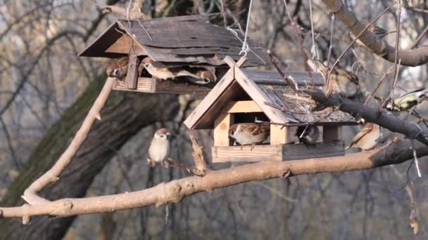 Viele Vögel Fressen Einem Baumfutterhäuschen — Stockvideo