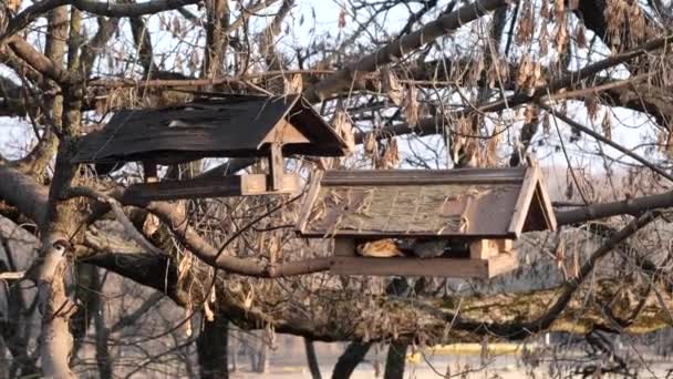 Birçok Kuş Bir Ağaç Besleyicisinde Beslenir — Stok video