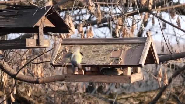 Muchas Aves Alimentan Comedero Árboles — Vídeo de stock