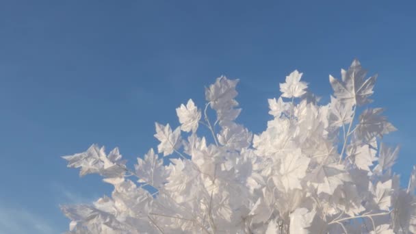 Άσπρα Φύλλα Σφενδάμου Στον Άνεμο Ενάντια Στον Ουρανό — Αρχείο Βίντεο