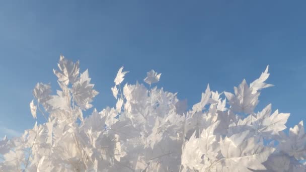 Białe Liście Klonu Wietrze Pod Niebem — Wideo stockowe