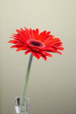 Masanın üzerine beyaz aranjman çiçek