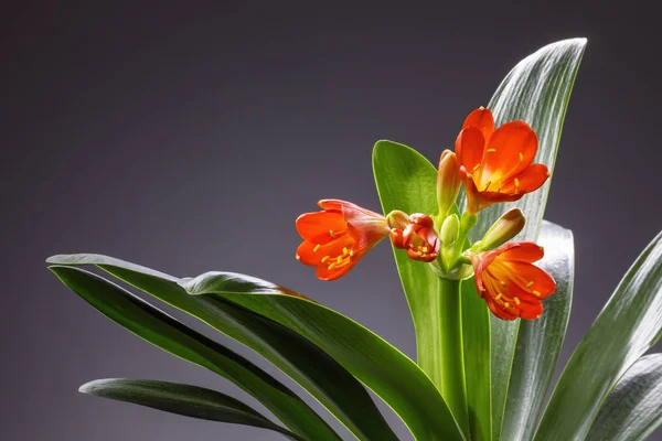 Blume in der weißen Vase auf dem Tisch — Stockfoto