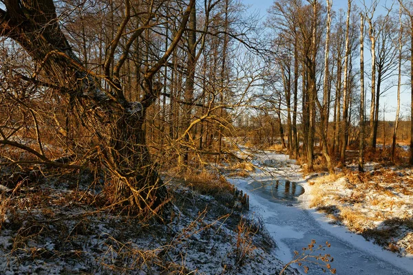 Lesní Řeka Ledu Počátkem Jara 2020 — Stock fotografie