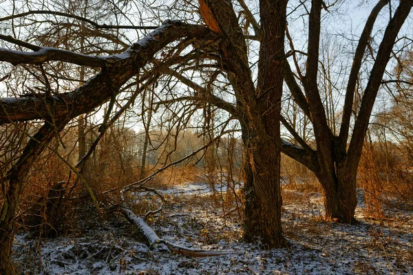 Alte Umgestürzte Bäume Winter Wald 2020 — Stockfoto