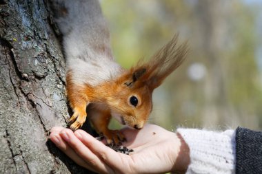 Güzel kız 2020 'de bir orman sincabı besliyor.