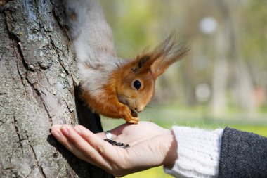 Güzel kız 2020 'de bir orman sincabı besliyor.