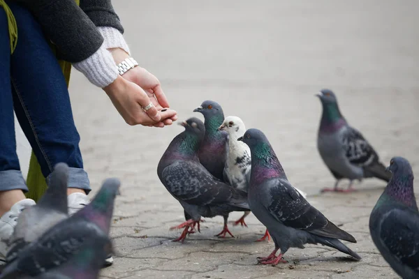美丽的女孩用手喂着城市的鸽子 — 图库照片