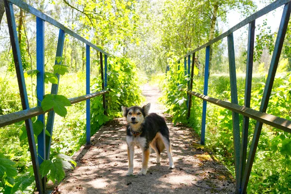 Cão Vadio Bloqueou Caminho Através Ponte 2020 — Fotografia de Stock