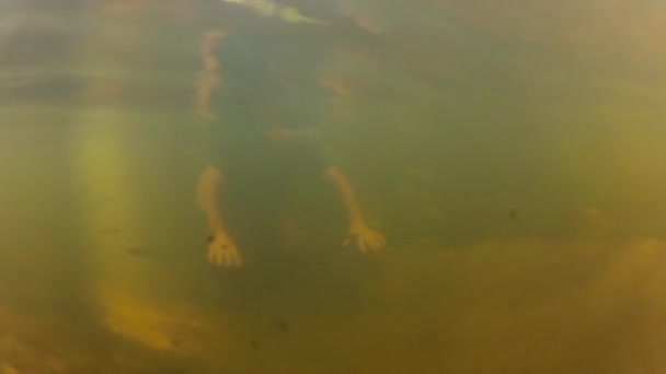 Homme nage sous l'eau dans une rivière forestière — Video