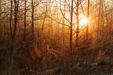 2020 şafağında güneş ışığı donmuş dalların arasından geçer.