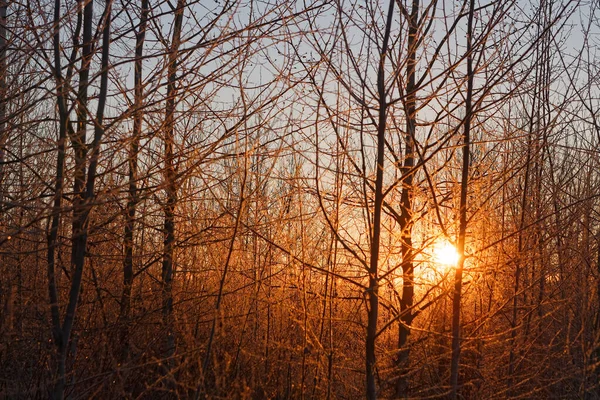 Luce Del Sole Attraverso Rami Ghiacciati All Alba 2020 — Foto Stock