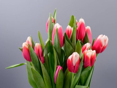 Gri arka planda bahar yumuşacık çiçekleri laleler 2020