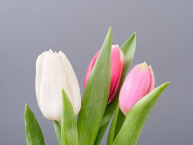 Gri arka planda bahar yumuşacık çiçekleri laleler 2020