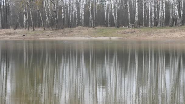 白桦树反映在2020年湖面的光滑表面上 — 图库视频影像
