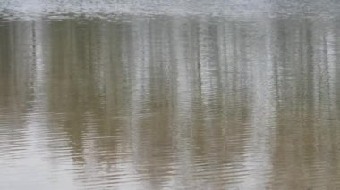 Huş ağacı bahçesi 2020 gölünün pürüzsüz yüzeyine yansır.