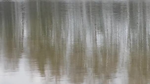 白桦树反映在2020年湖面的光滑表面上 — 图库视频影像