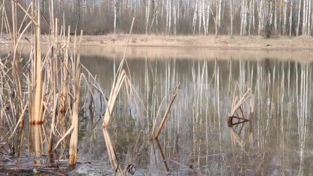 Birch Grove Reflected Smooth Surface Lake 2020 — Stock Video
