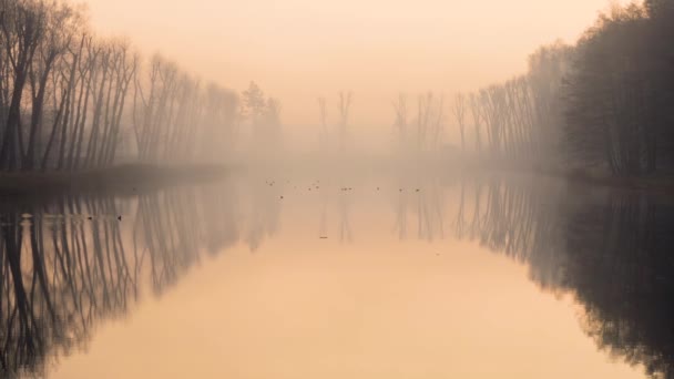 Matin Brumeux Sur Lac Avec Des Canards — Video