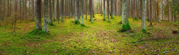 Panorama of an old spruce forest with moss on the ground — 图库照片
