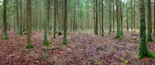 Panorama Une Vieille Forêt Épinettes Avec Mousse Sol 2020 — Photo