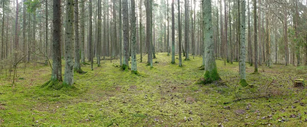 Panorama of an old spruce forest with moss on the ground — 스톡 사진