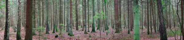 Panorama Une Vieille Forêt Épinettes Avec Mousse Sol 2020 — Photo