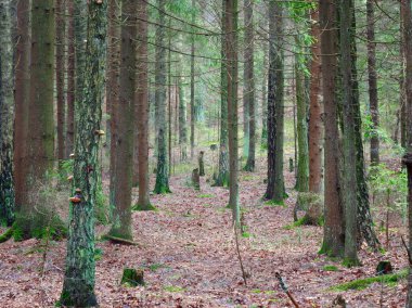 2020 'de yerde yosun bulunan eski bir ladin ormanının manzarası.