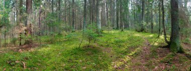 2020 'de yerde yosun bulunan eski bir ladin ormanının manzarası.