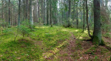 2020 'de yerde yosun bulunan eski bir ladin ormanının manzarası.