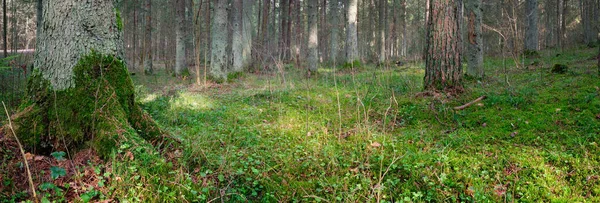 Panorama Une Vieille Forêt Épinettes Avec Mousse Sol 2020 — Photo