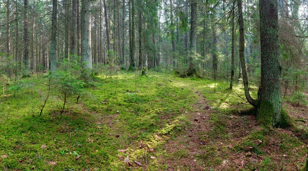 2020 'de yerde yosun bulunan eski bir ladin ormanının manzarası.