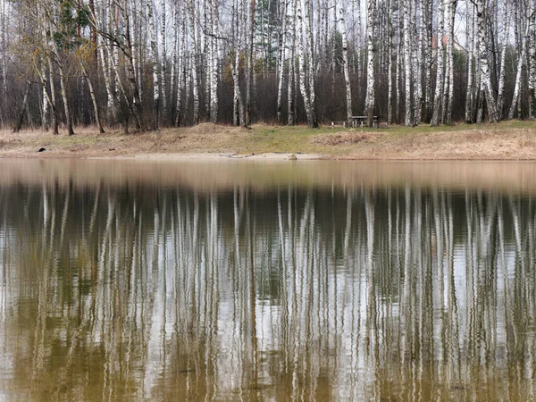Birch Grove Reflected Smooth Surface Lake 2020 — Stock Photo, Image