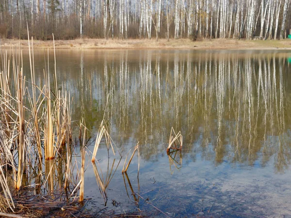 Birch Grove Reflected Smooth Surface Lake 2020 — Stock Photo, Image