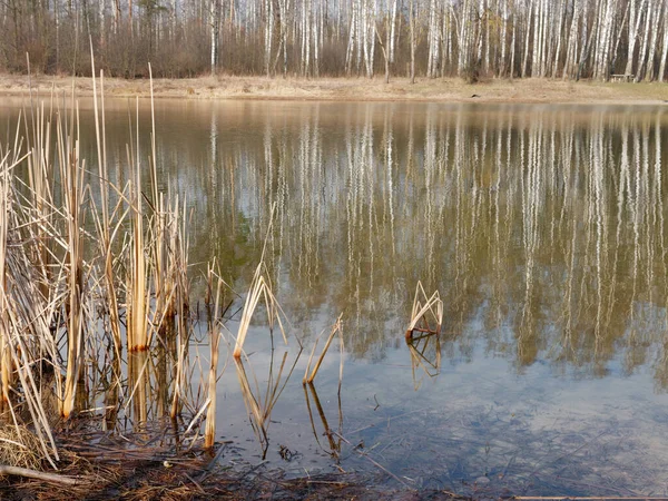 Bouleau Reflète Dans Surface Lisse Lac 2020 — Photo