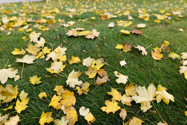 Gelbes Ahornblatt Auf Grünem Gras Herbst 2020 — Stockfoto