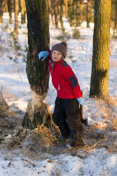 Niño Cortando Hacha Con Árbol Bosque 2020 — Foto de Stock