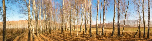 Witte Berkenbos Blauwe Lucht Het Vroege Voorjaar — Stockfoto