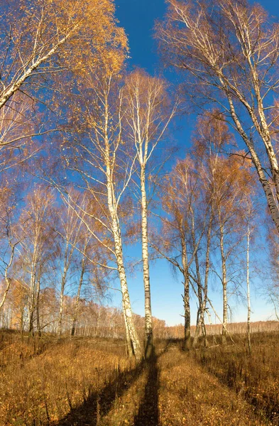 Белая Березовая Роща Голубом Небе Ранней Весной — стоковое фото