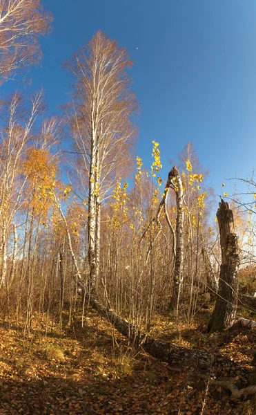 White Birch Grove Blue Sky Early Spring — 스톡 사진