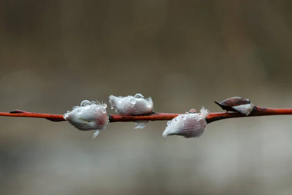 Gros Plan Fleurs Saule Printemps Gouttes Pluie 2020 — Photo