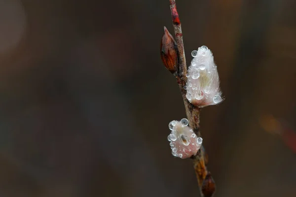 Gros Plan Fleurs Saule Printemps Gouttes Pluie 2020 — Photo