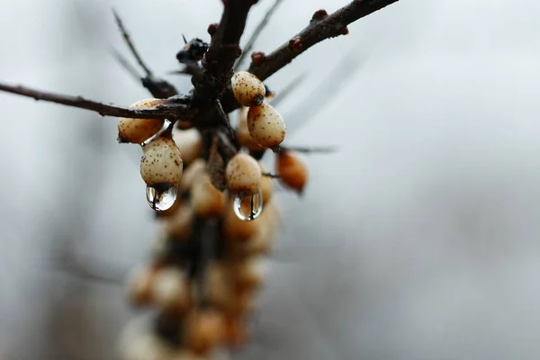 close-up fruits of sea buckthorn in raindrops 2020
